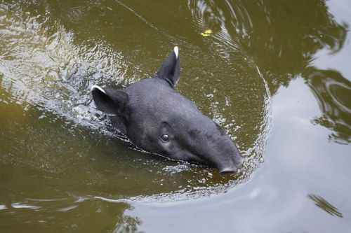 Free A Malayan tapir gracefully swimming in tranquil river waters, showcasing its unique appearance. Stock Photo