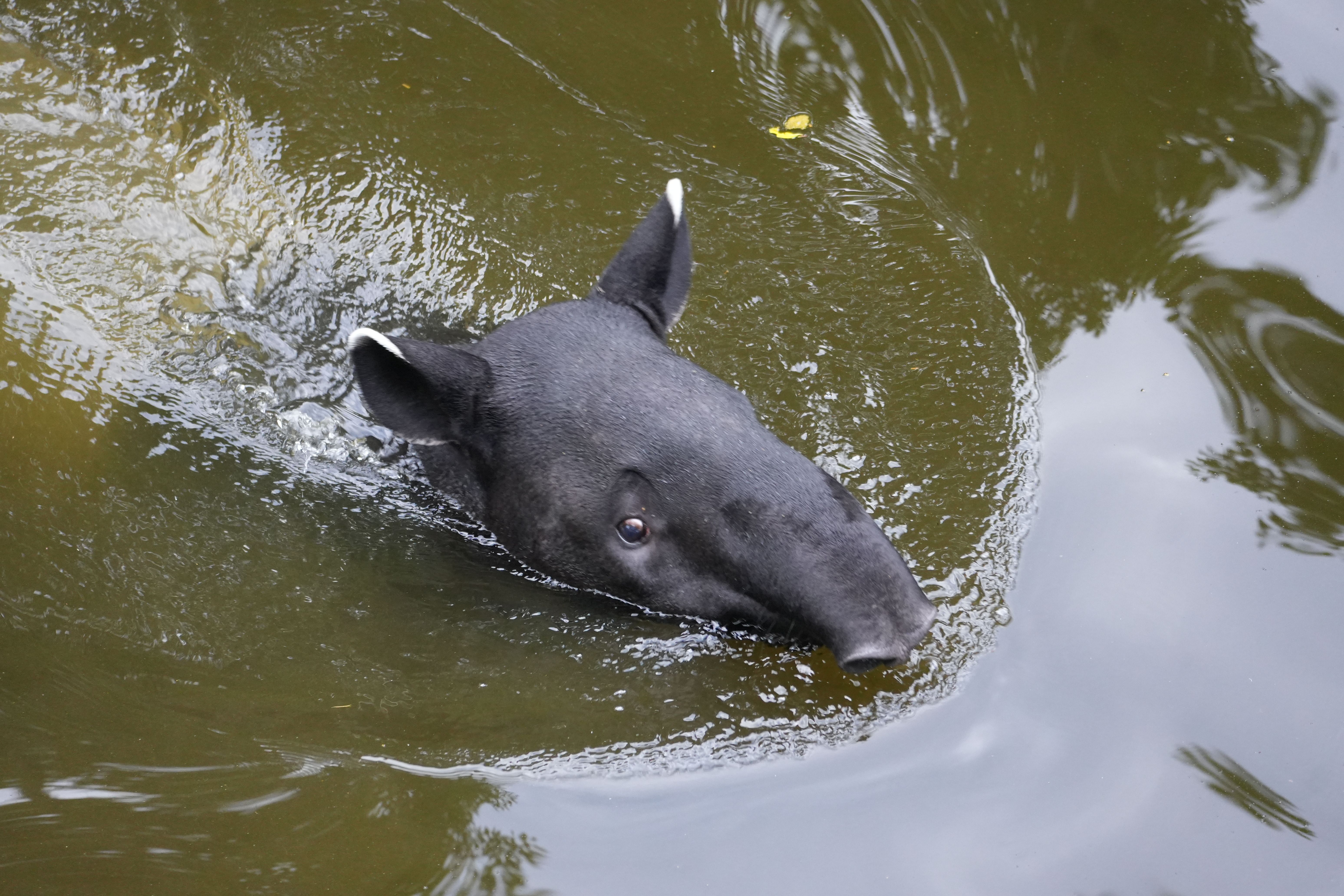 Tapir Malayo Nadando En Las Tranquilas Aguas De Un Río · Foto de stock ...