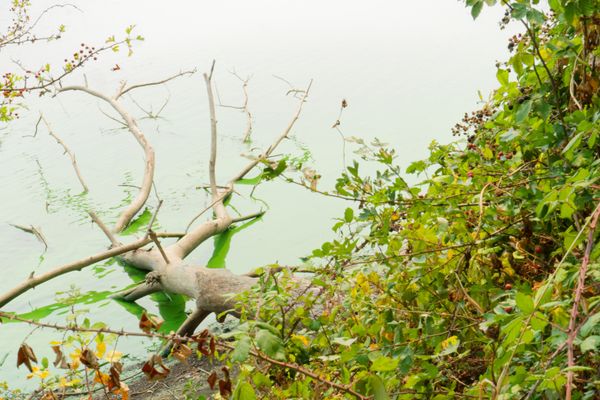 Arbre mort tombé dans une eau couverte d'algues vertes près de ronciers