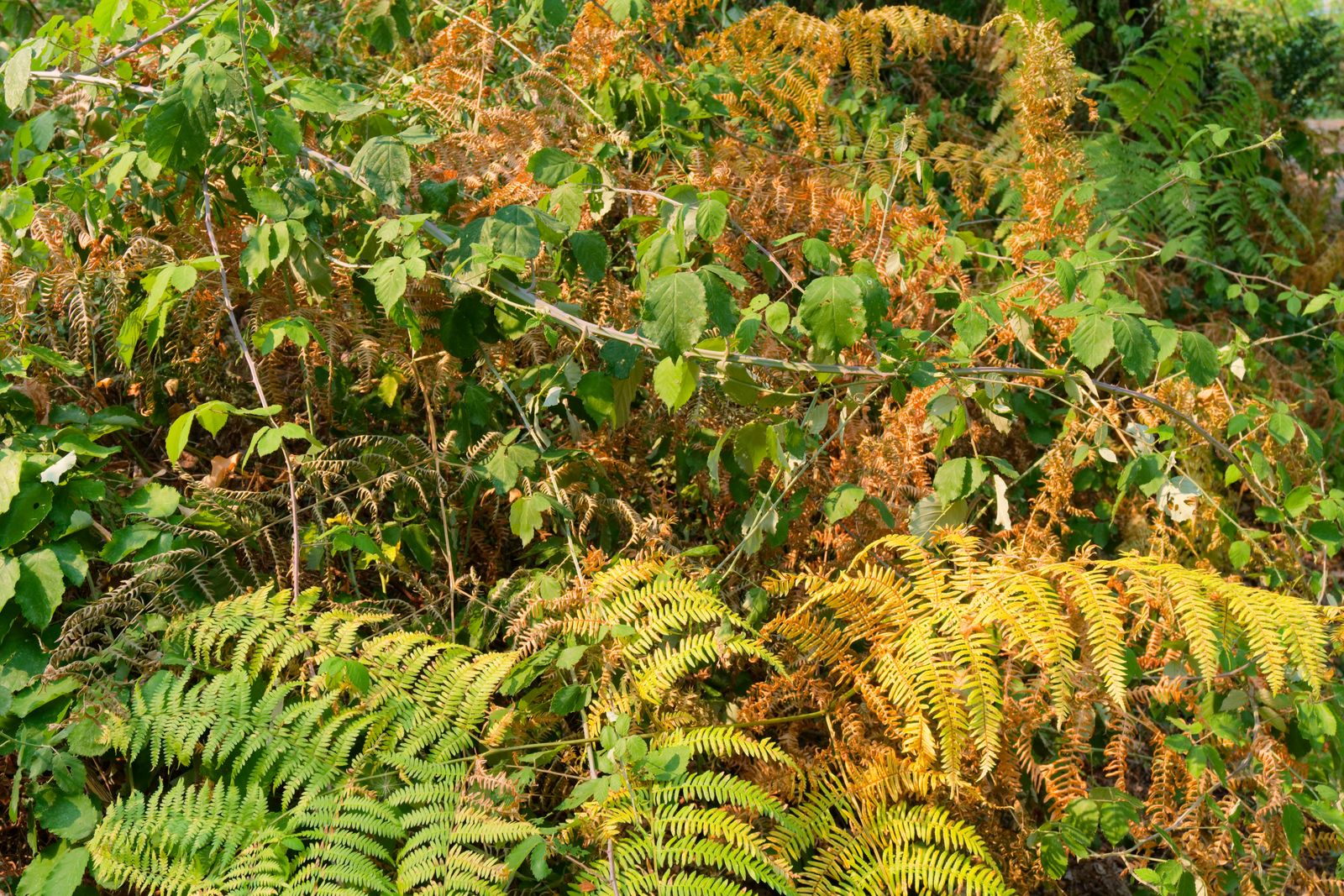 Fougères d'automne virant à l'orange et au jaune dans un sous-bois vert