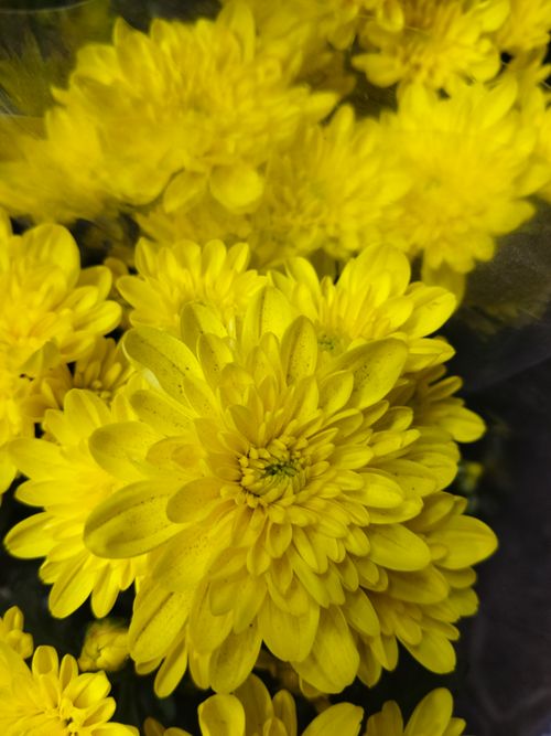 Free Close-up of vibrant yellow chrysanthemums showcasing natural beauty and detail. Stock Photo