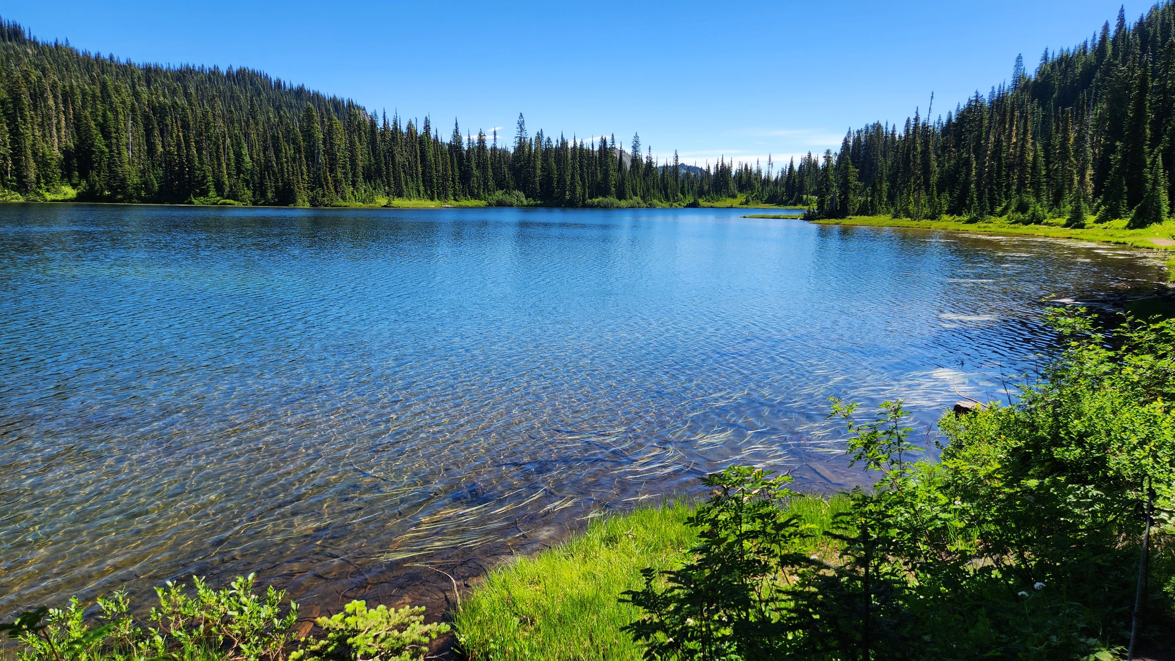 Serene Lake Surrounded by Pine Forest · Free Stock Photo