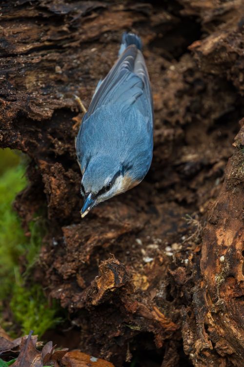 Free Intimate view of a nuthatch perched on a tree stump in a natural woodland setting. Stock Photo