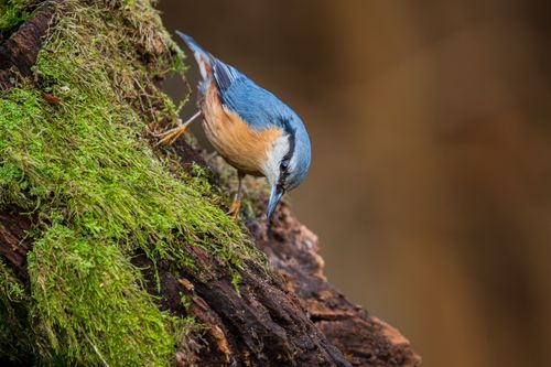 Free Close-up of an Eurasian nuthatch perched on a moss-covered log in nature. Stock Photo