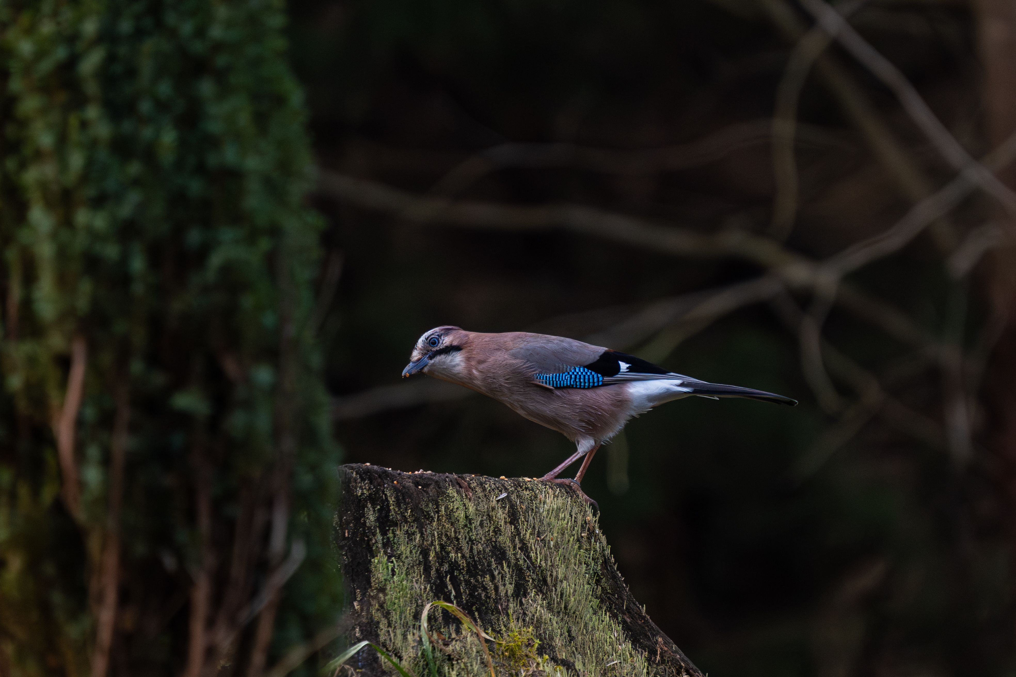 Eurasian Jay on Forest Tree Stump in Autumn · Free Stock Photo