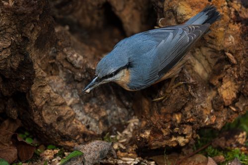 Free A vivid close-up of a Eurasian Nuthatch perched on a tree trunk in a natural setting. Stock Photo