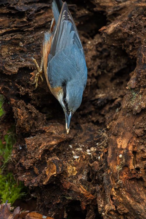 Free Eurasian Nuthatch bird exploring tree bark in forest setting. Stock Photo