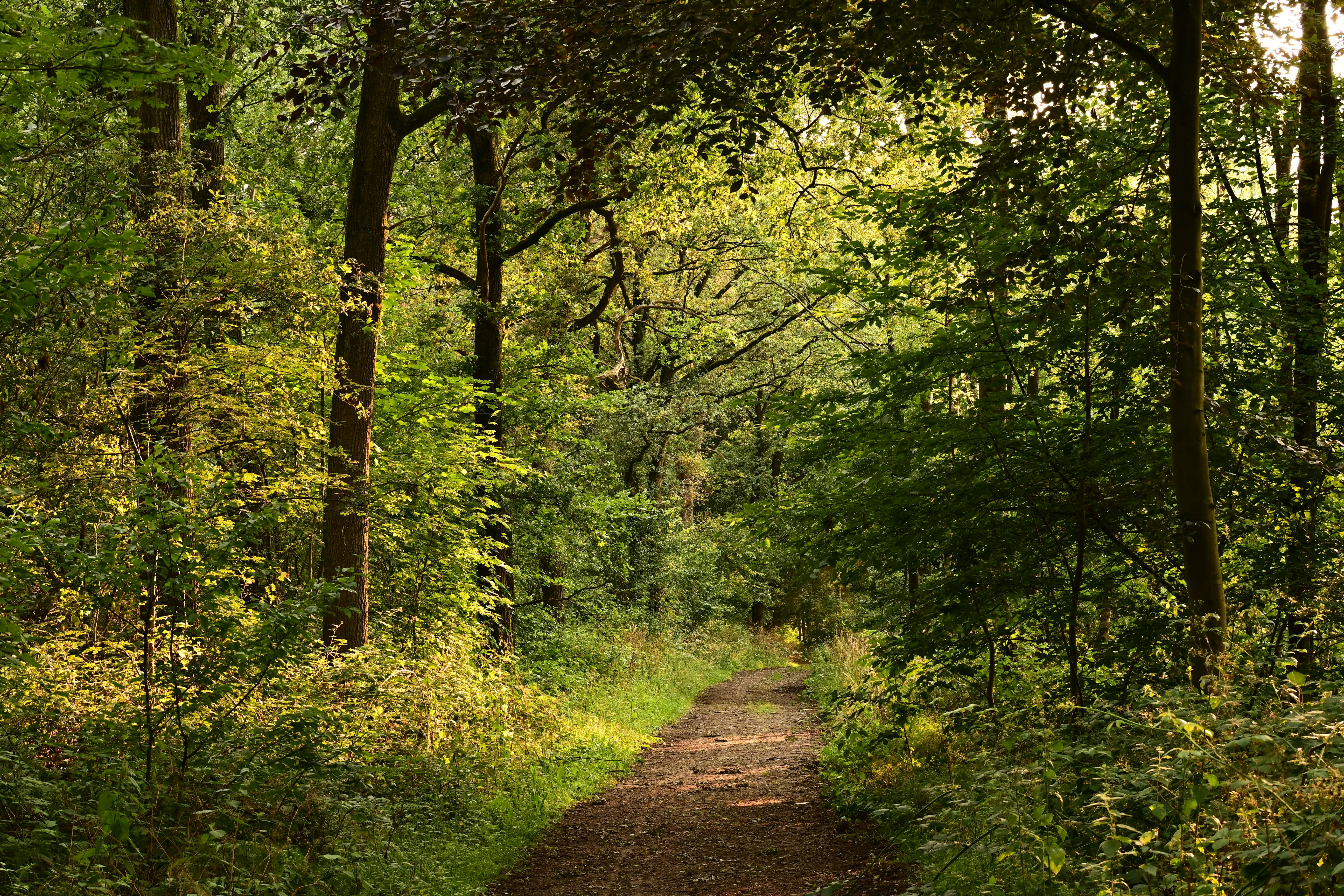 DuPage Forest Preserve executive director leaving for city manager job in Florida — Photo by Werner Redlich on Pexels