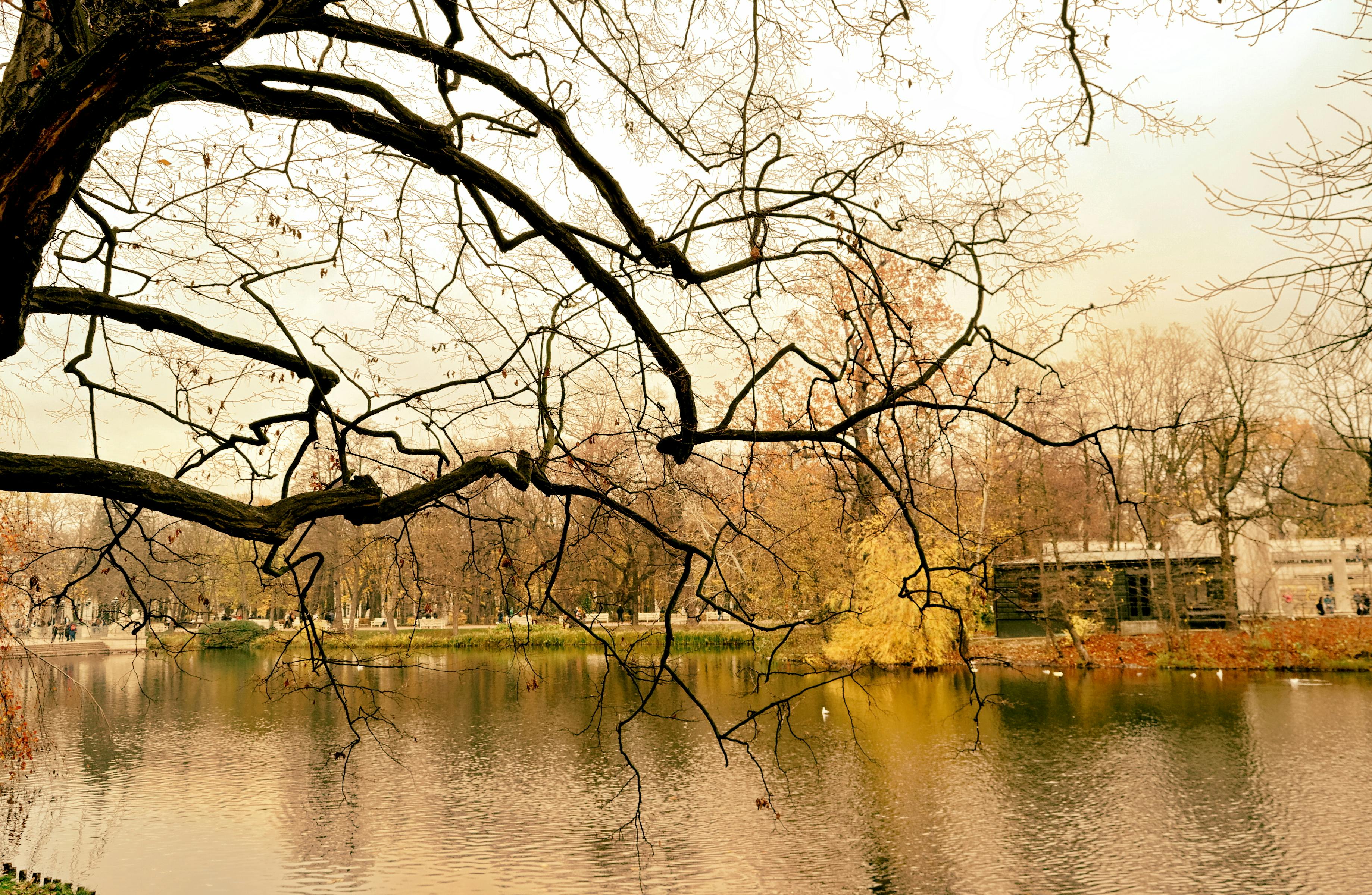 Gratis lagerfoto af afslapning, efterår, efterår humør, efterårsfarver