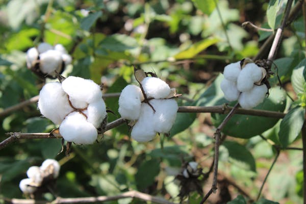 Cotton (Kapas)