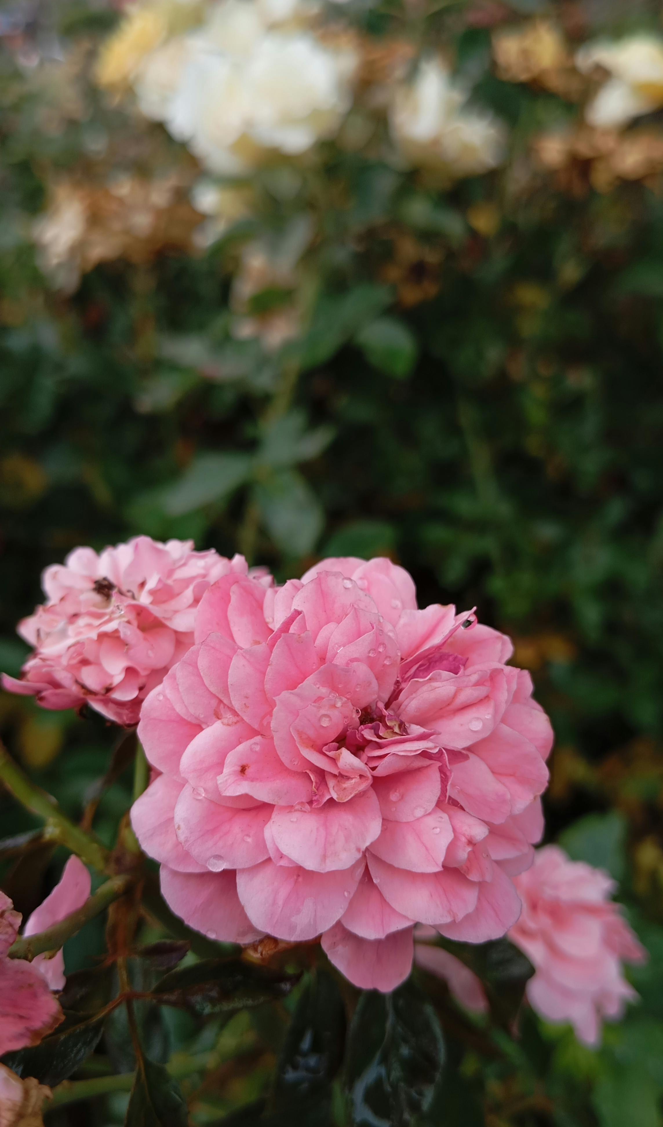 Free Close-up of pink roses with dew drops in a lush green garden background. Stock Photo