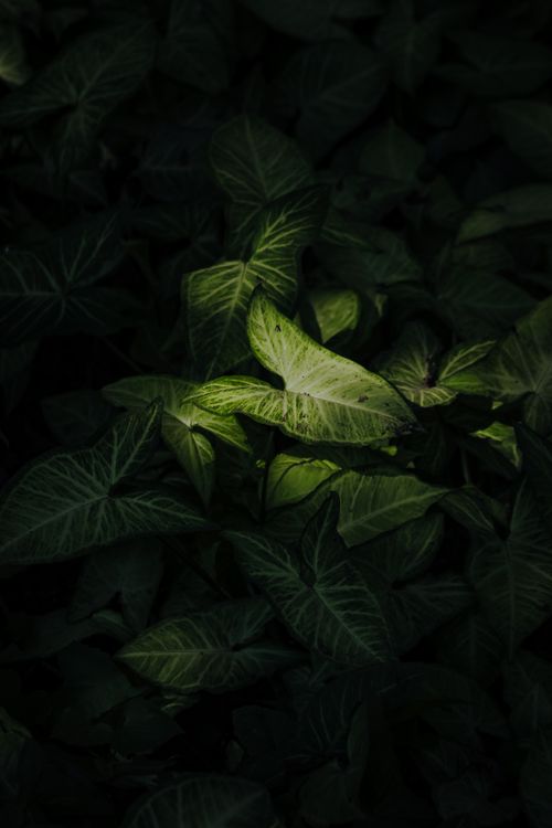 Free Close-up of green leaves with dramatic lighting creating a moody atmosphere. Stock Photo