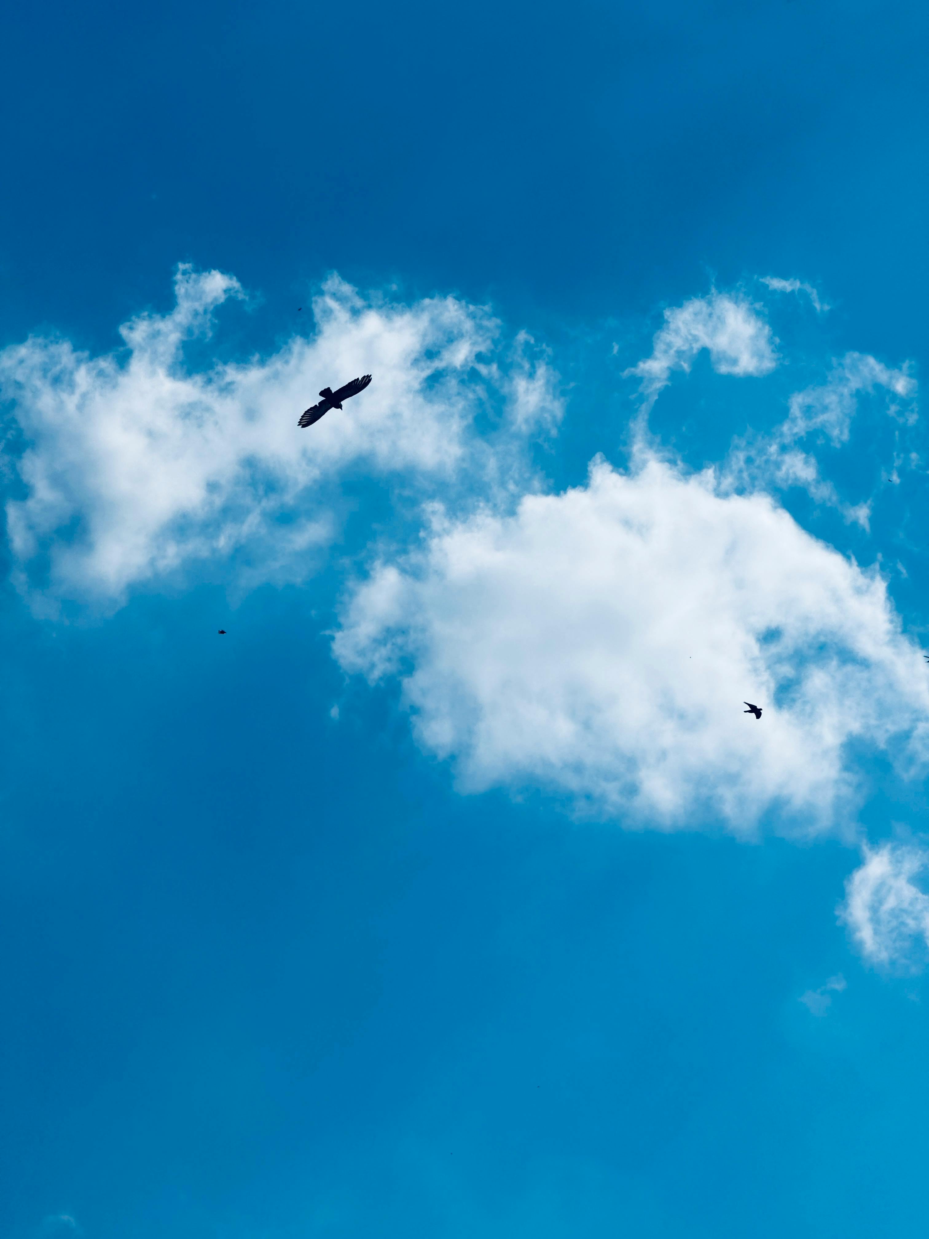 Birds soaring high in the clear blue sky with fluffy white clouds in Jeddah, Saudi Arabia.