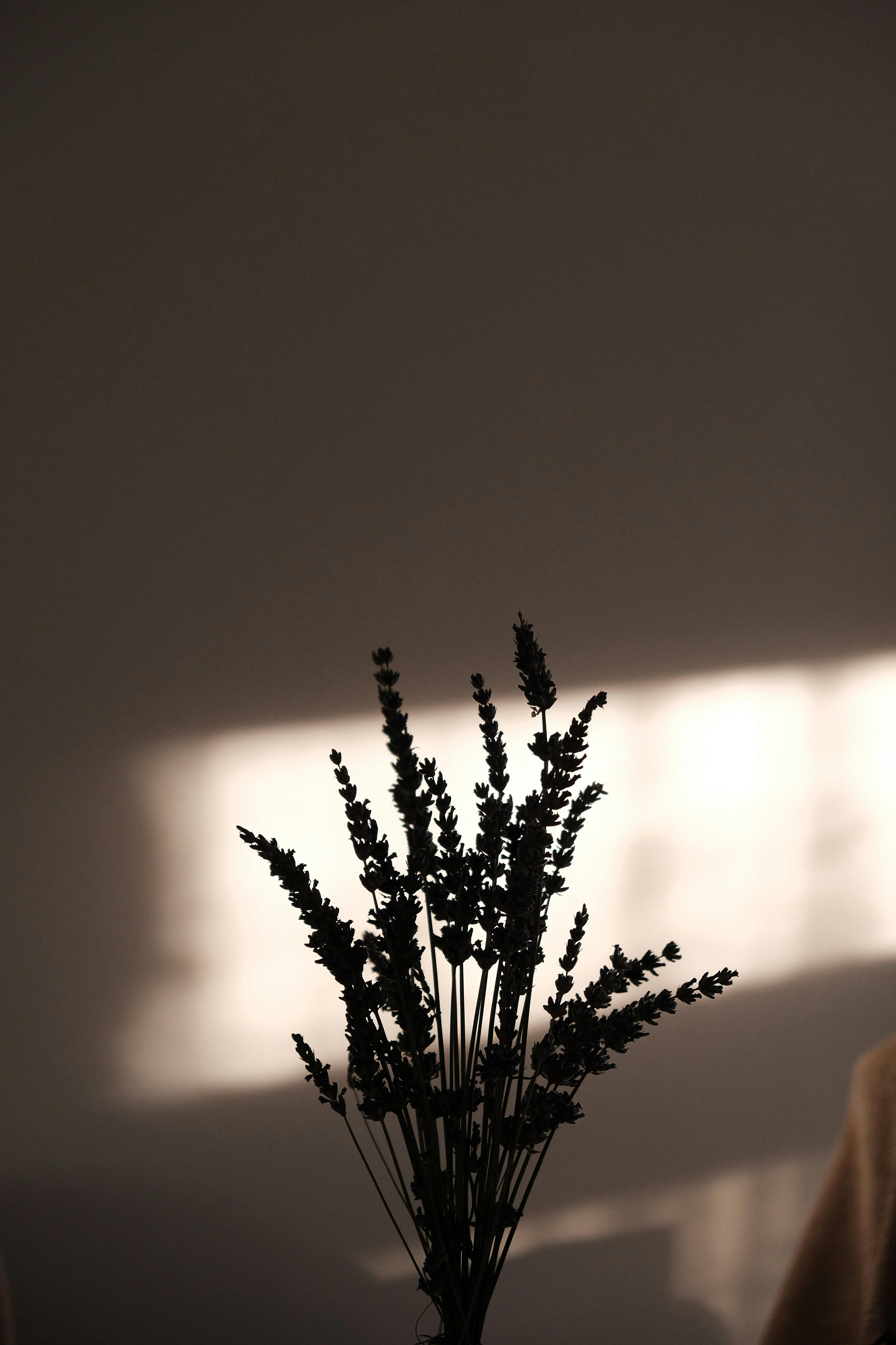 Kostenlos Die Silhouette von getrocknetem Lavendel hebt sich von sanften, warmen Farbtönen ab und strahlt Ruhe aus. Stock-Foto