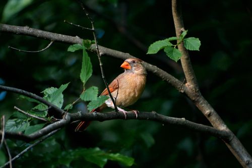 Free A female Northern Cardinal perched gracefully on a branch in Atlanta's lush greenery. Stock Photo