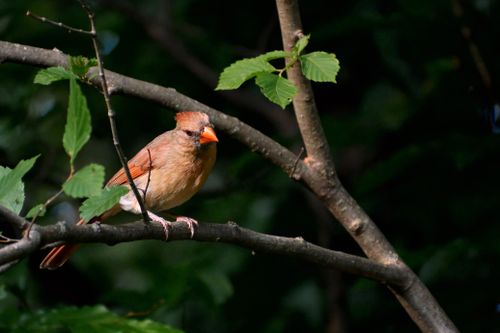 Free A female Northern Cardinal sits gracefully on a branch amidst lush green leaves in a forest. Stock Photo
