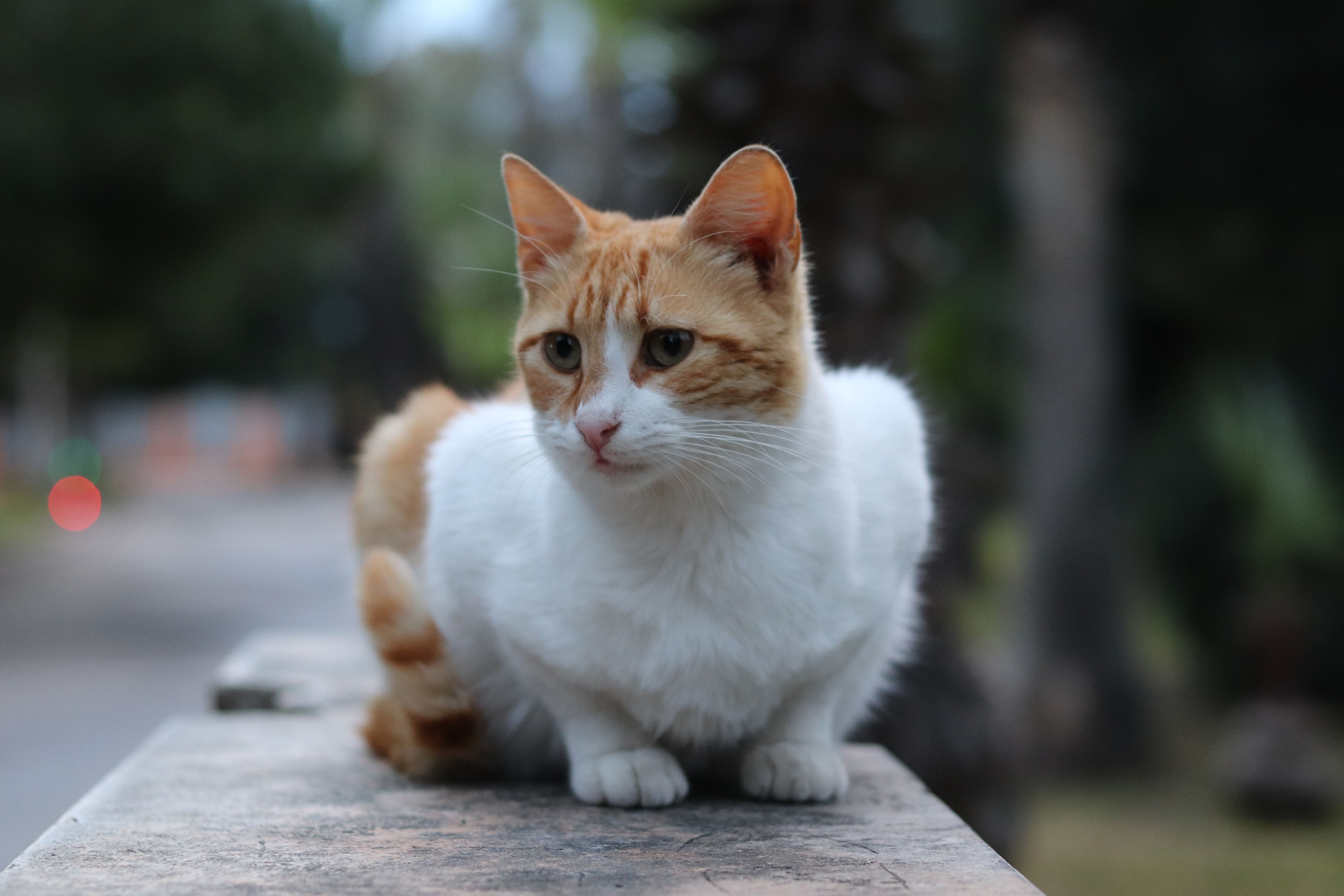 Smurf Cat Photos, Download The BEST Free Smurf Cat Stock Photos & HD Images