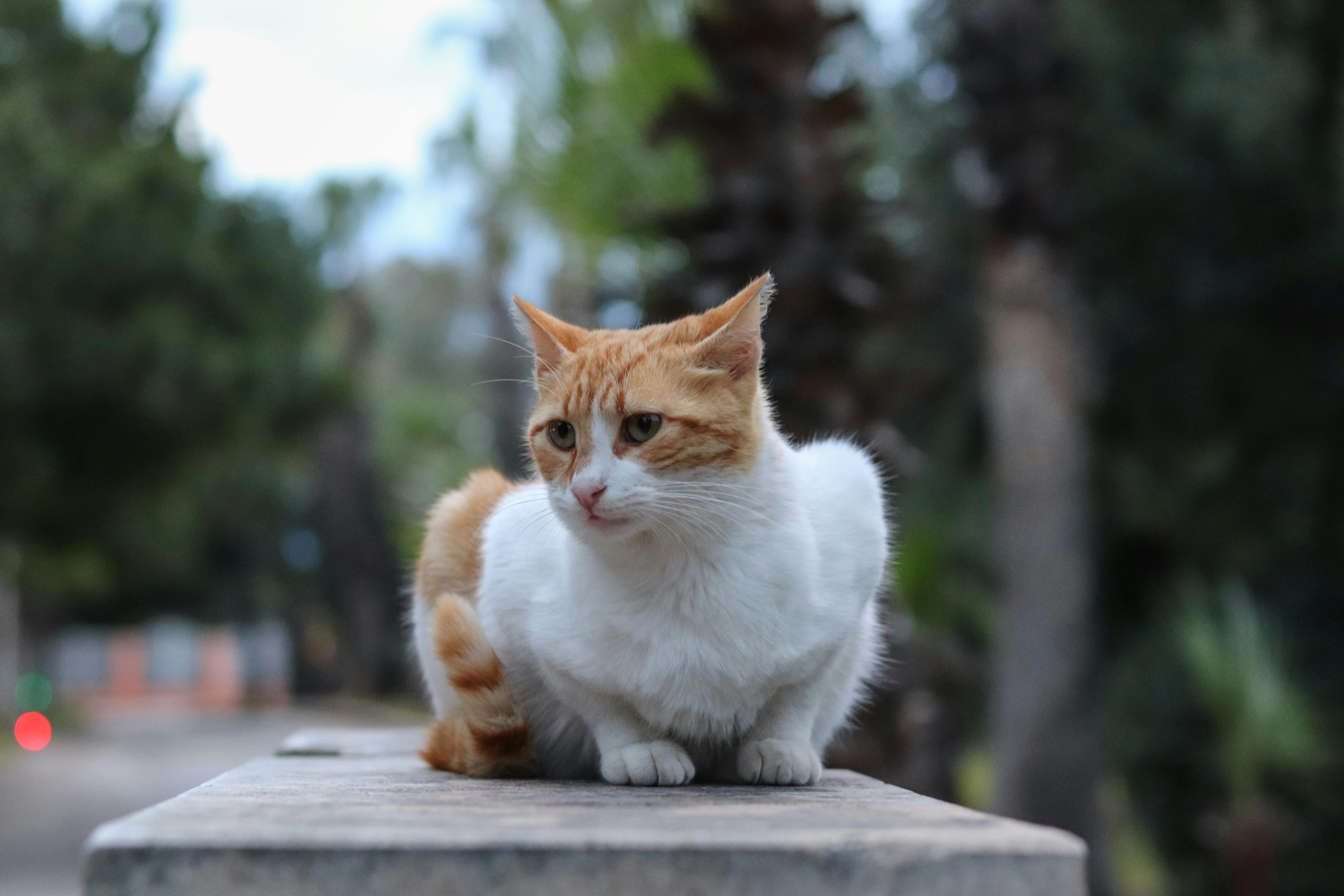 A ginger and white cat sitting calmly on a ledge in an outdoor setting, with blurred greenery in the background.