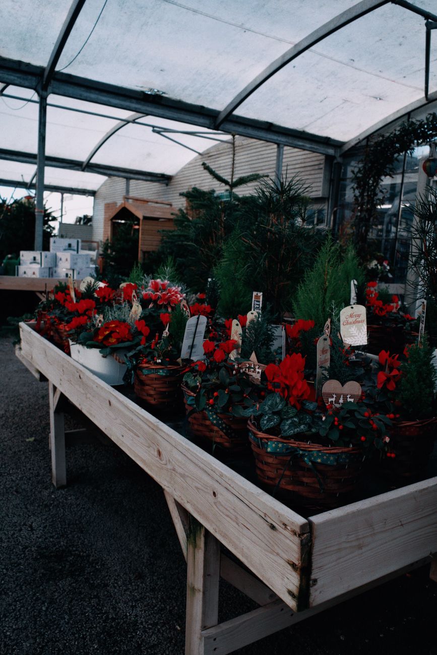 A colorful greenhouse display featuring vibrant red flowers and green plants in pots on wooden tables.