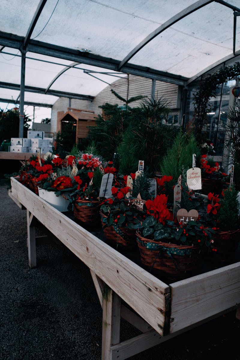 Heritage Hill Nursery garden center display with flowering plants