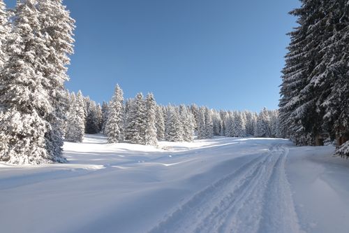Free Scenic snowy path through a winter forest in Aldino, Trentino-Alto Adige, Italy. Stock Photo