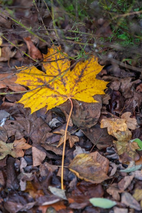Free Close-up of a yellow maple leaf on a forest floor, surrounded by autumn foliage. Stock Photo