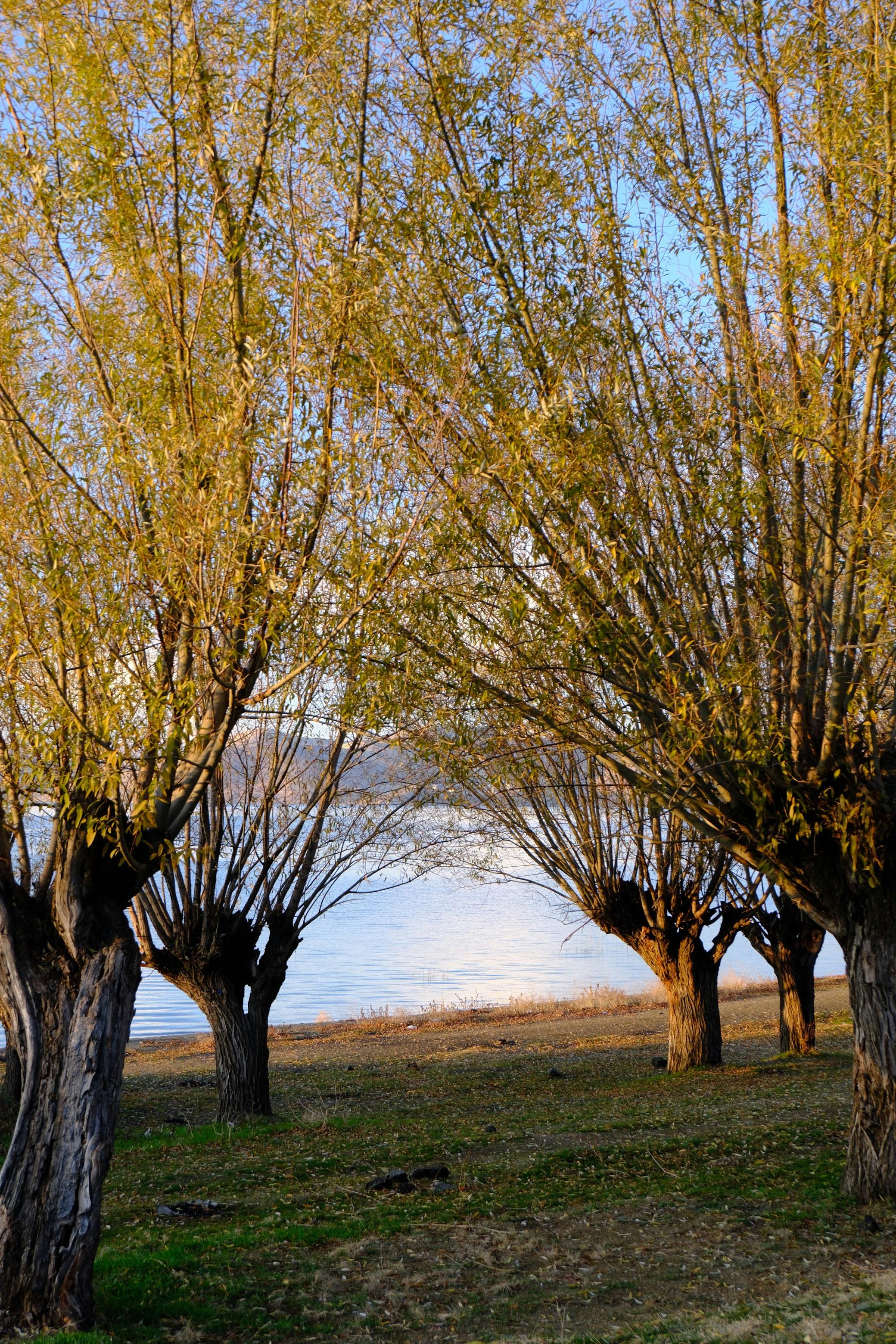 Kostenlos Kostenloses Stock Foto zu @draussen, bäume, baumrinde Stock-Foto