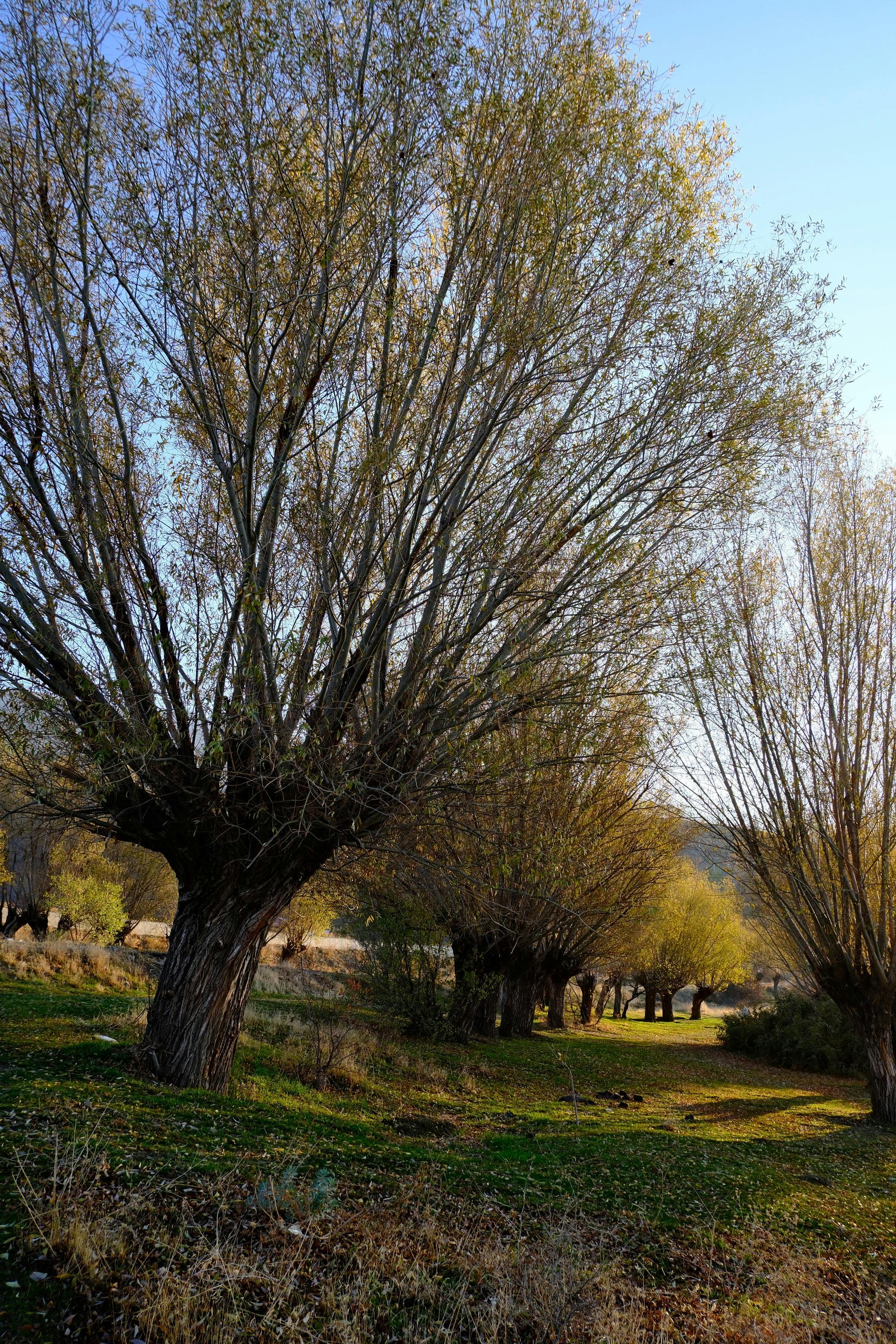 Captivating autumn scene featuring tall willow trees in a peaceful outdoor setting.