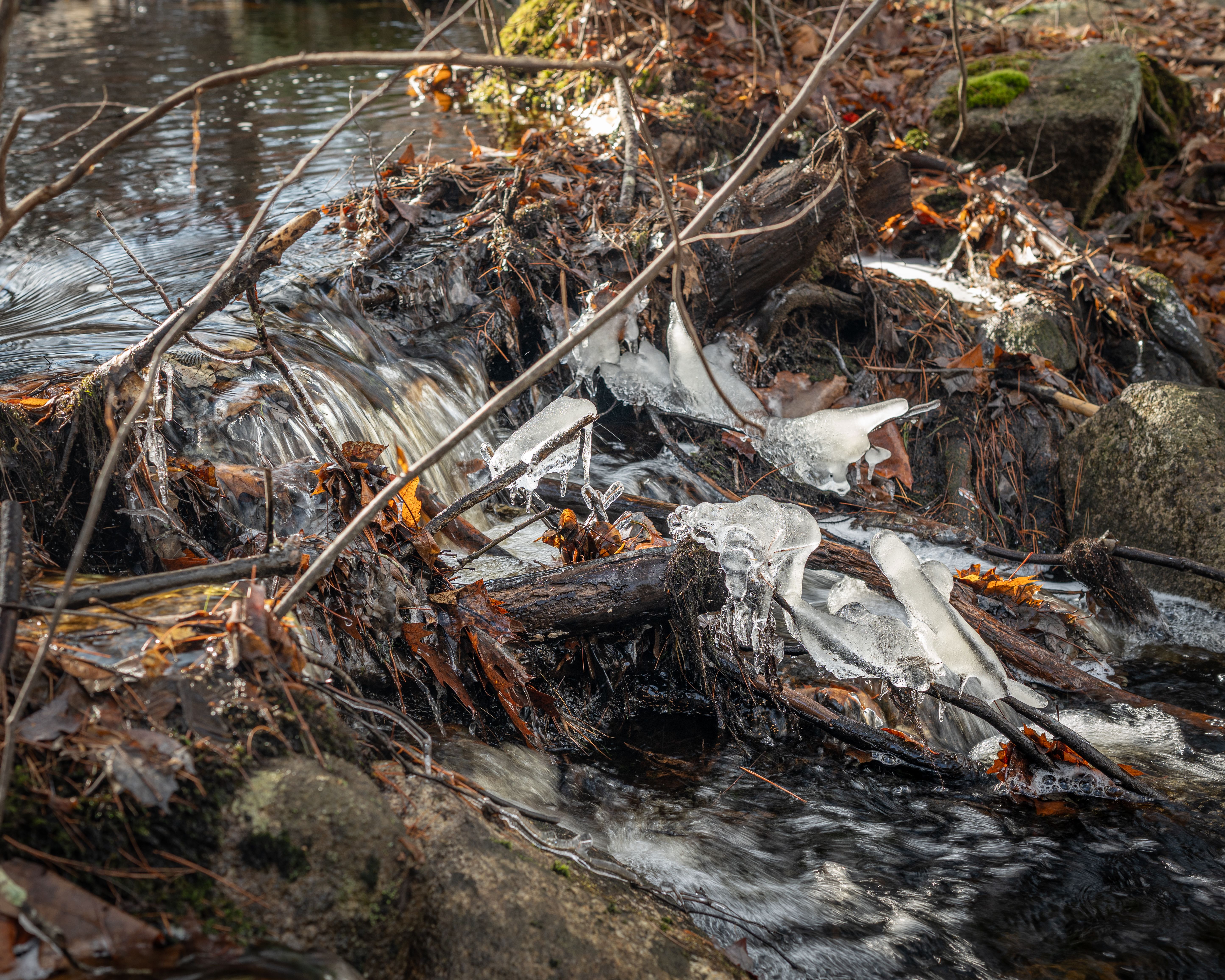 Stream Leaf Photos, Download The BEST Free Stream Leaf Stock Photos