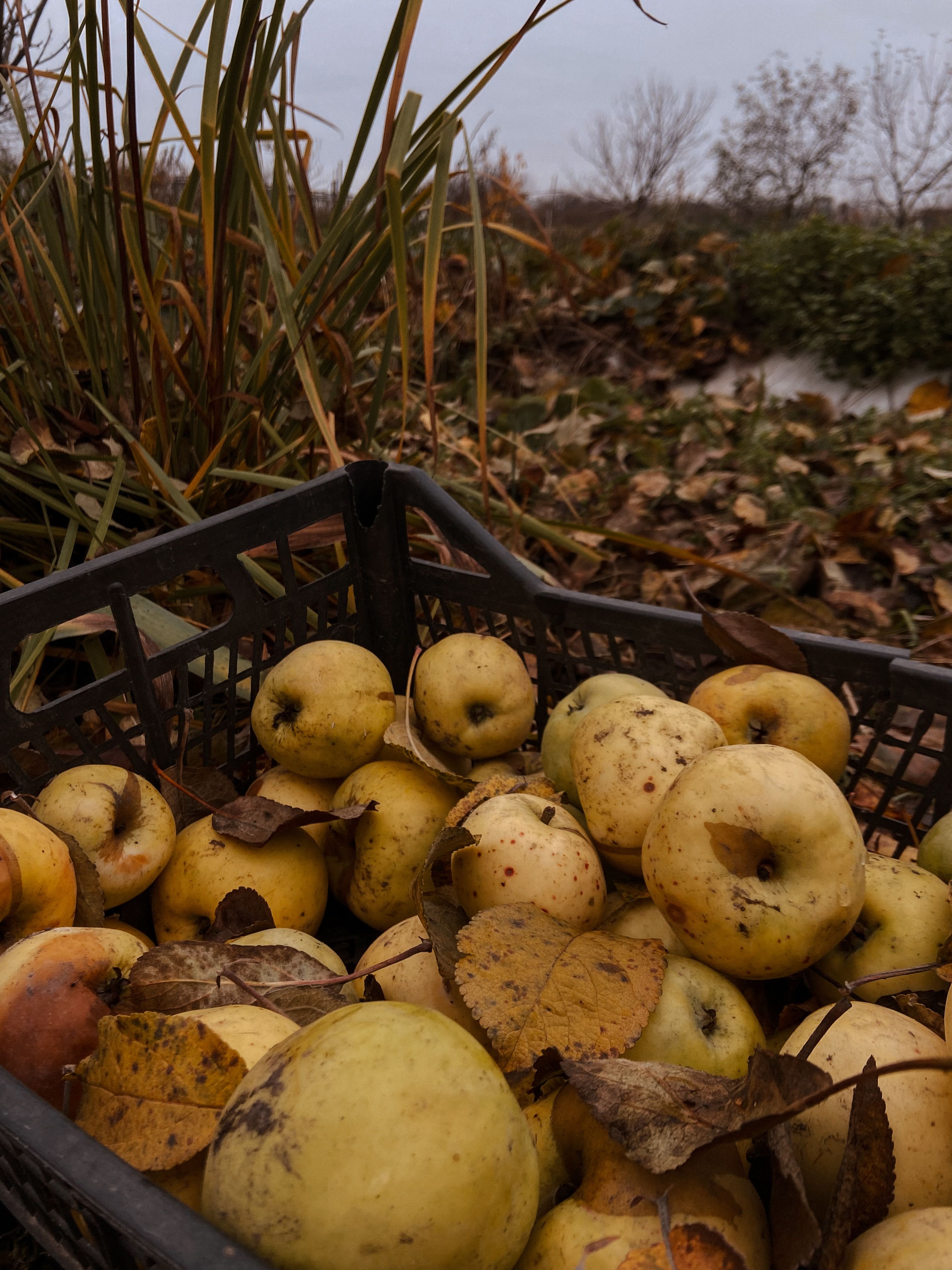apple harvest autumn