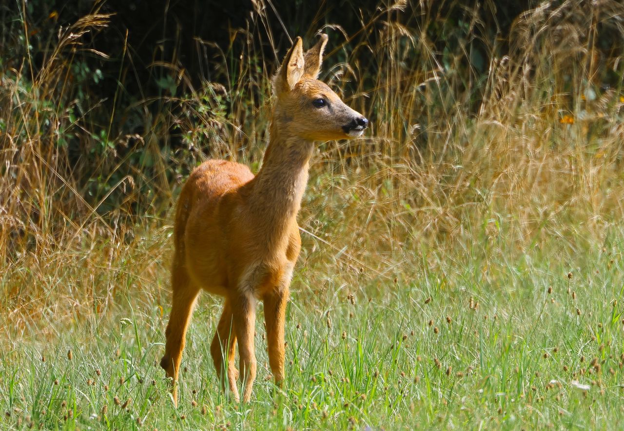 a young roe deer standing alert in a grassy meadow with surrounding wi