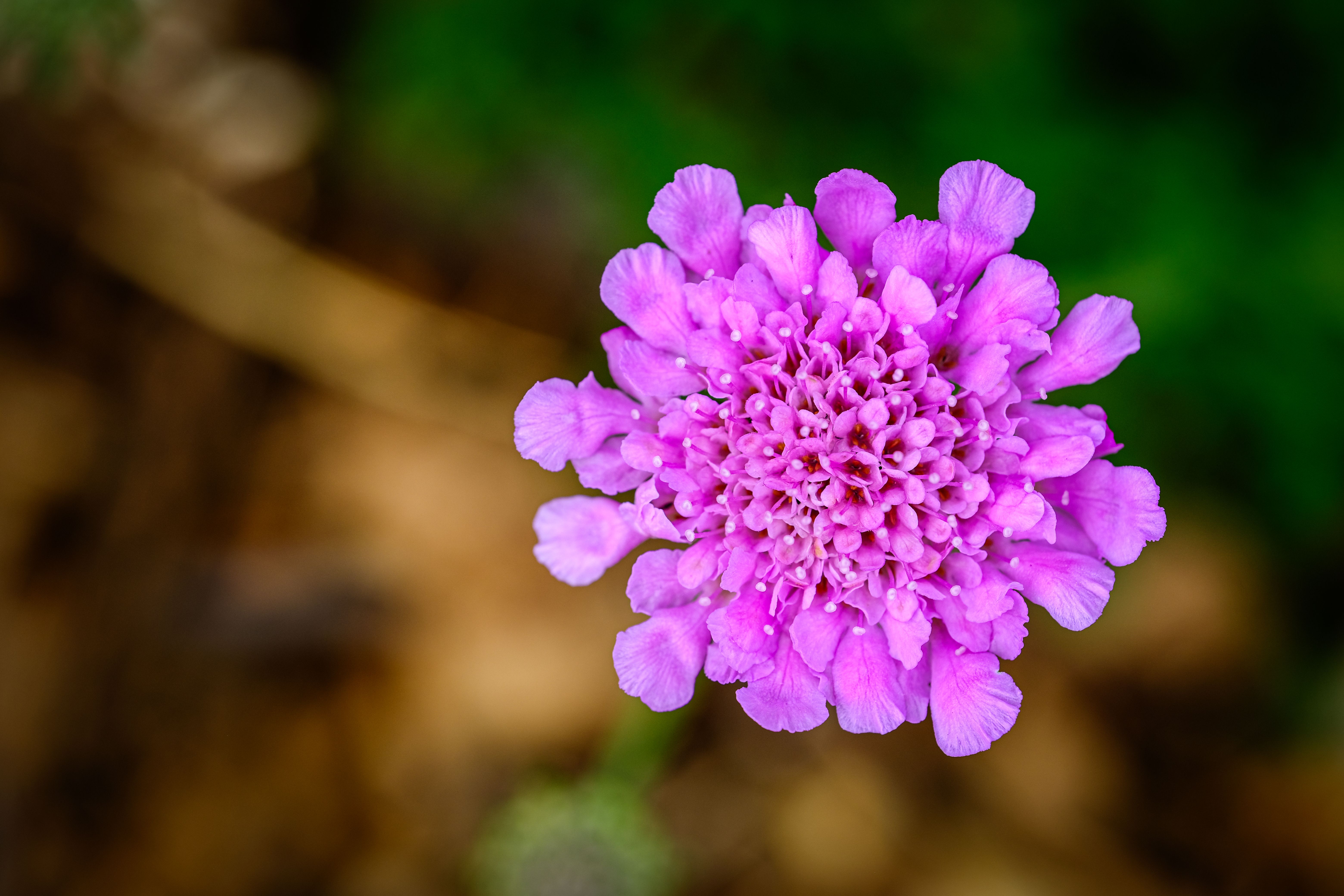 Close-up of a vibrant pink Scabiosa flower blooming outdoors in spring.