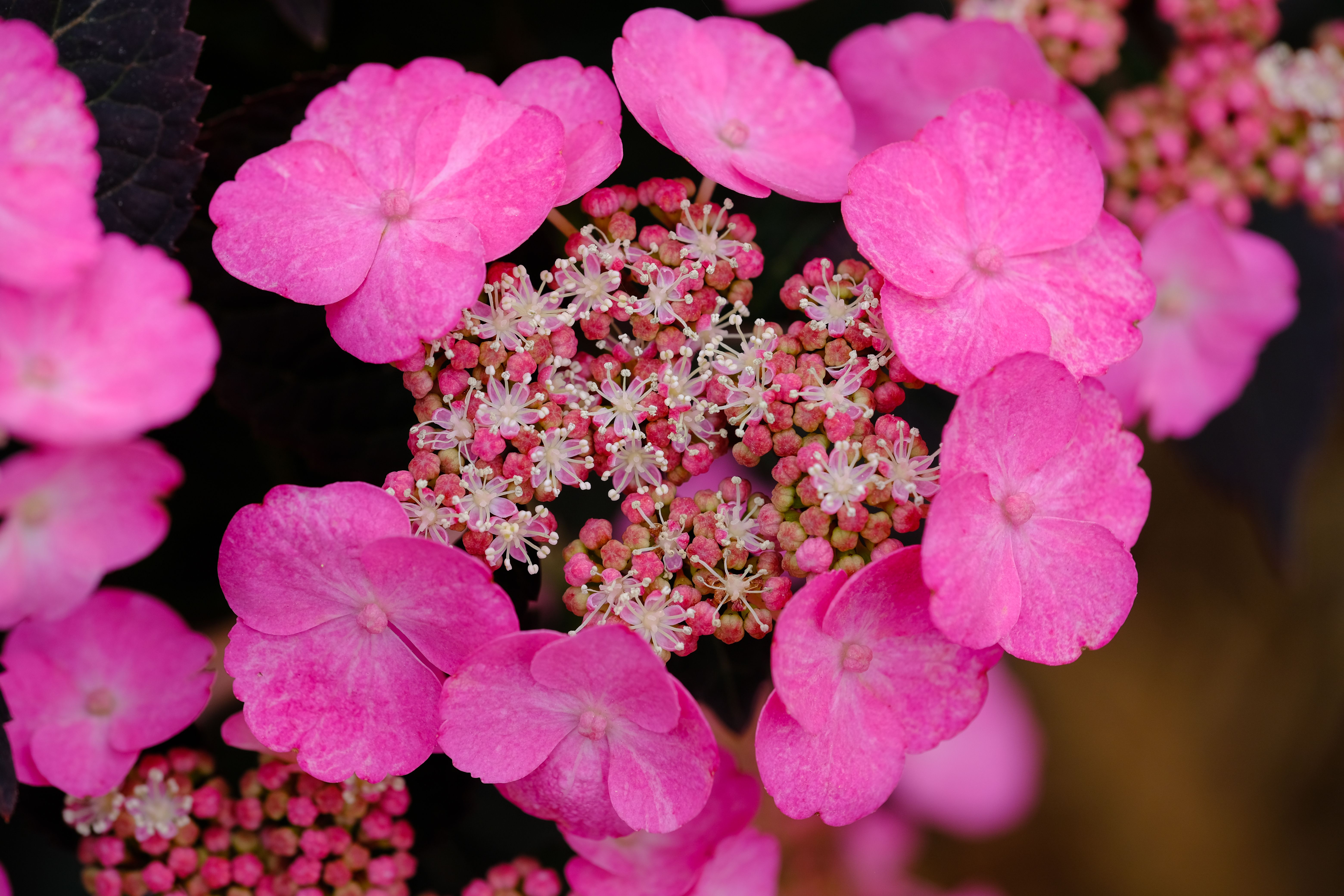 Vibrant Pink Hydrangea Blooms in Full Glory · Free Stock Photo