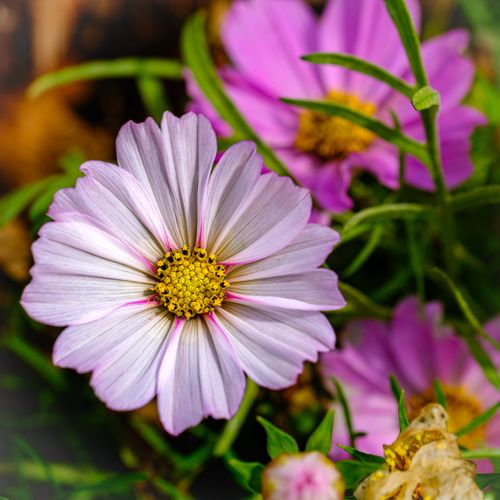 Free Close-up of vibrant pink cosmos flowers in full bloom in a garden setting. Stock Photo