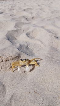 Close-up of a yellow crab on a sandy beach during the day. Calm and natural setting.