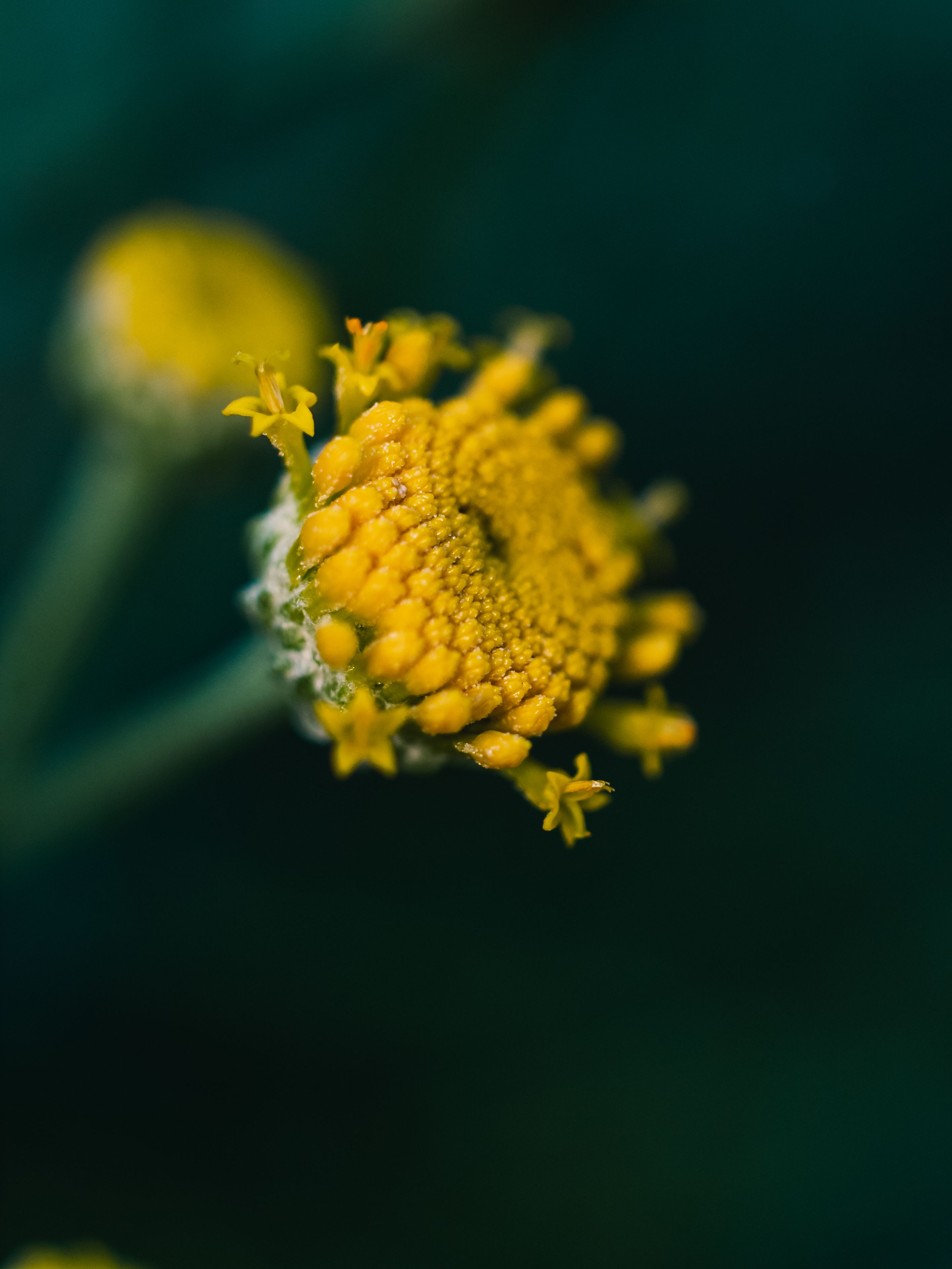 Close-up of Yellow Flower with Dark Green Background · Free Stock Photo