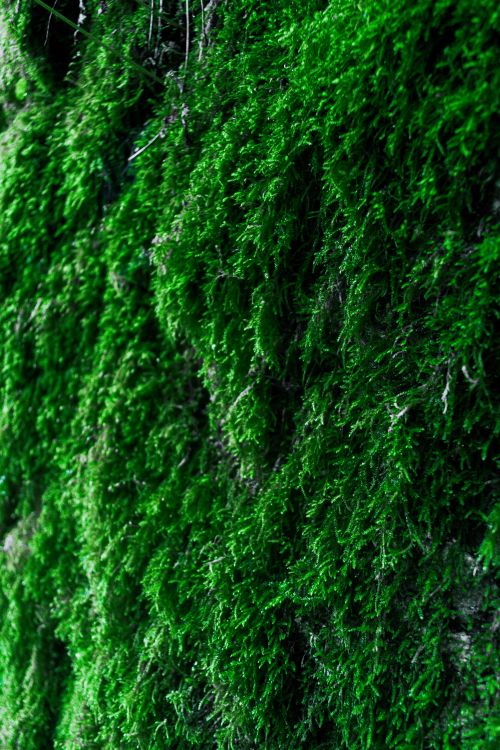 Free Close-up of lush green moss texture on a natural outdoor surface. Stock Photo