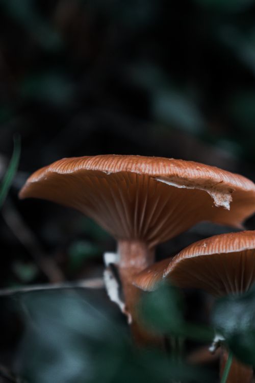 Free Detailed close-up of brown mushrooms with textured caps in a natural forest environment. Stock Photo