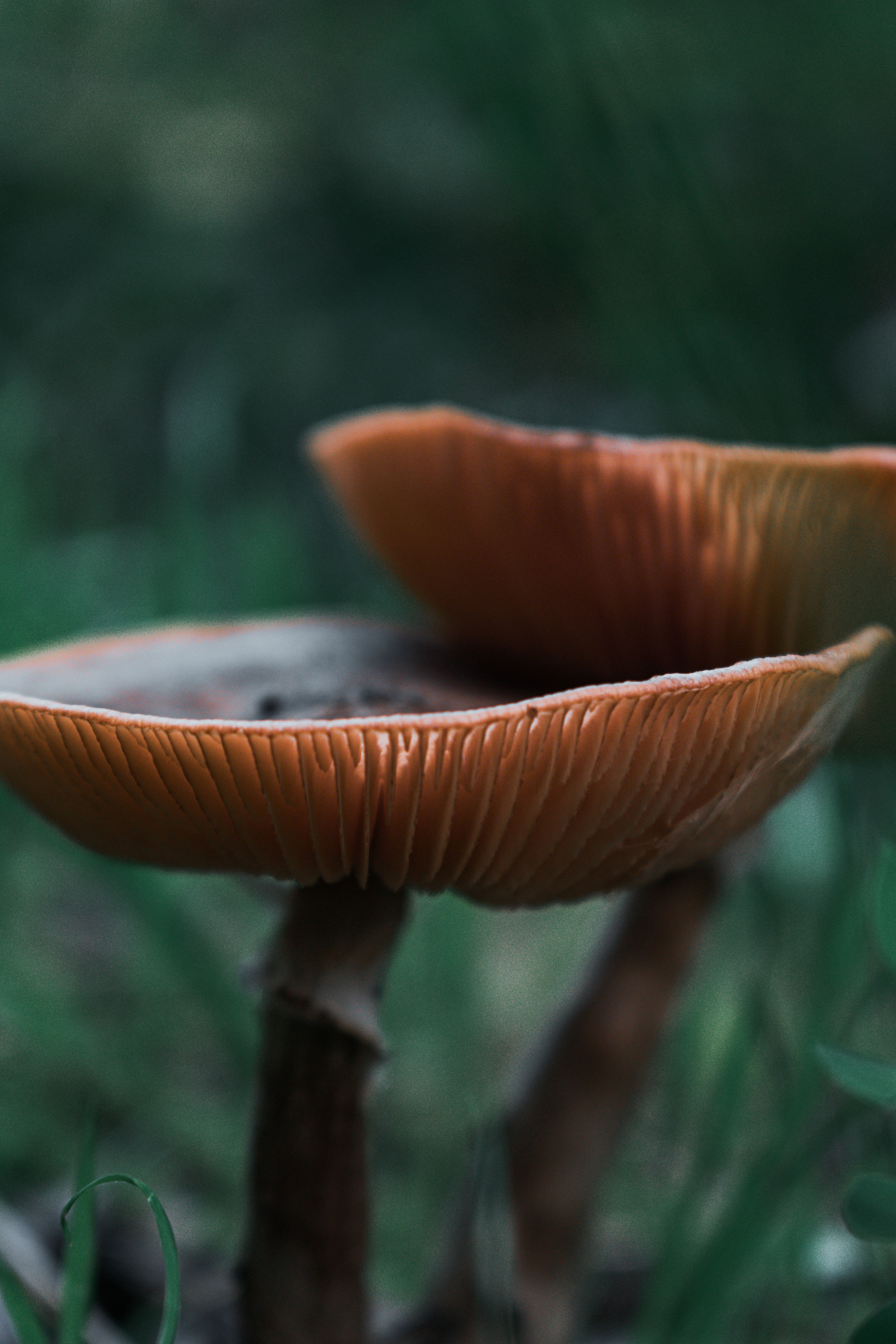 Close-up of Mushrooms in Natural Setting · Free Stock Photo