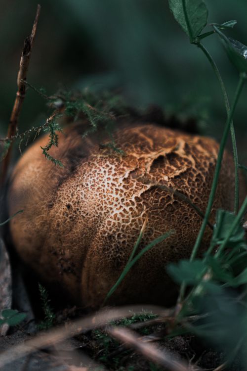 Free Detailed close-up of a textured mushroom amidst green foliage in a forest setting. Stock Photo