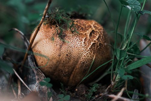 Free Close-up image of a wild mushroom surrounded by green foliage and forest undergrowth. Stock Photo
