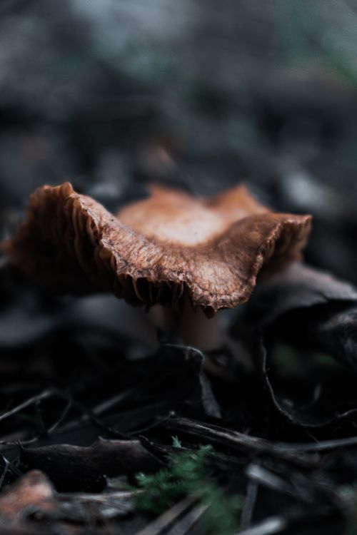 Free Intricate details of a brown wild mushroom growing in a forest's natural floor. Stock Photo