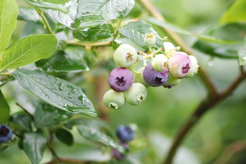 Free Close-up of blueberries on a branch, showcasing both unripened green and ripened blue berries with water droplets. Stock Photo