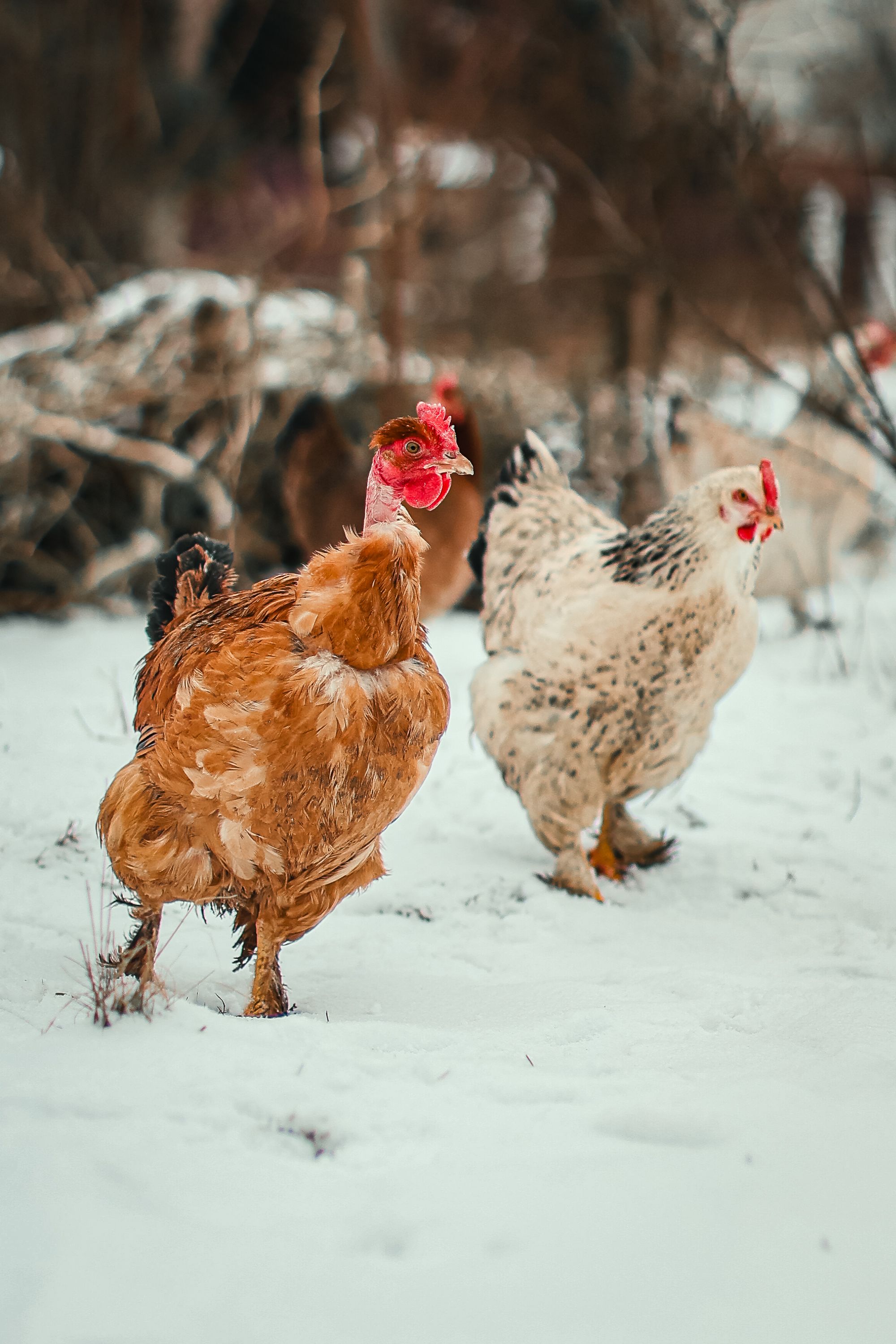 Curated visual reference: Chicken Health In Snowy Areas Reference: Chickens Roam On A Snowy Winter Farm