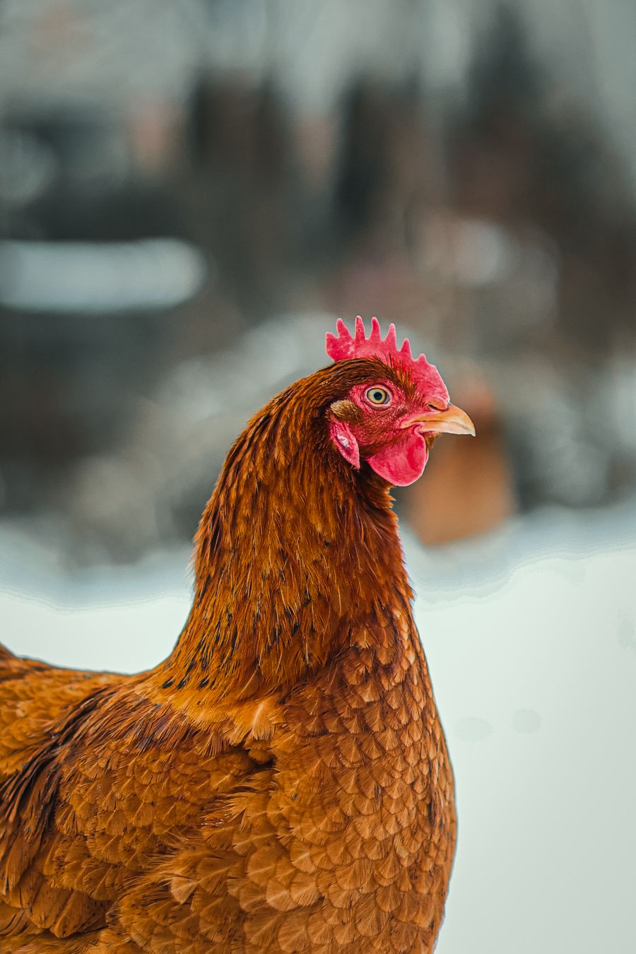 Poulet dans une ferme locale