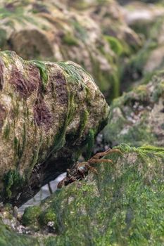 A small crab hides among algae-covered rocks along the rocky Punta Cana shoreline.