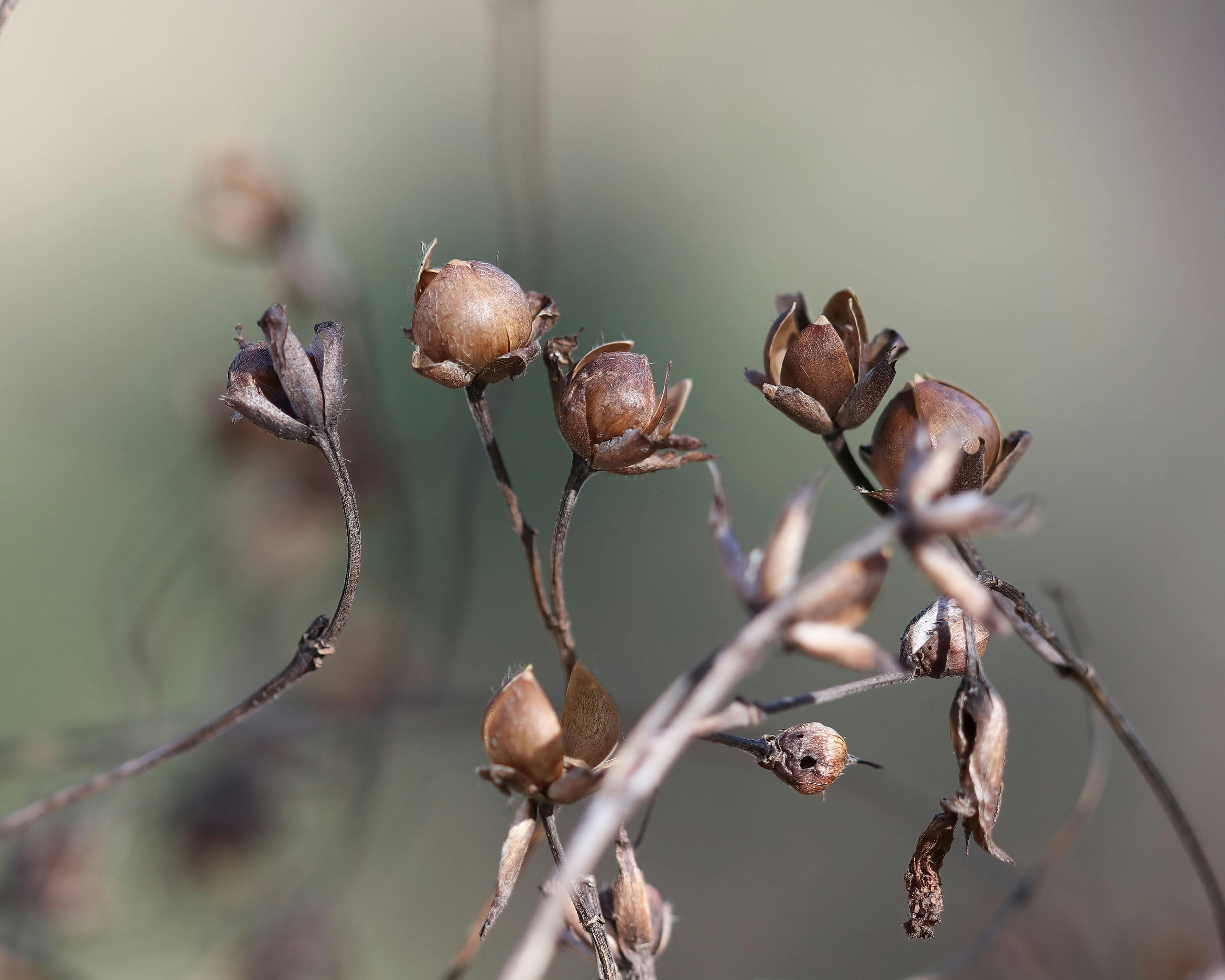 Free stock photo of landscape, winter foilage in texas