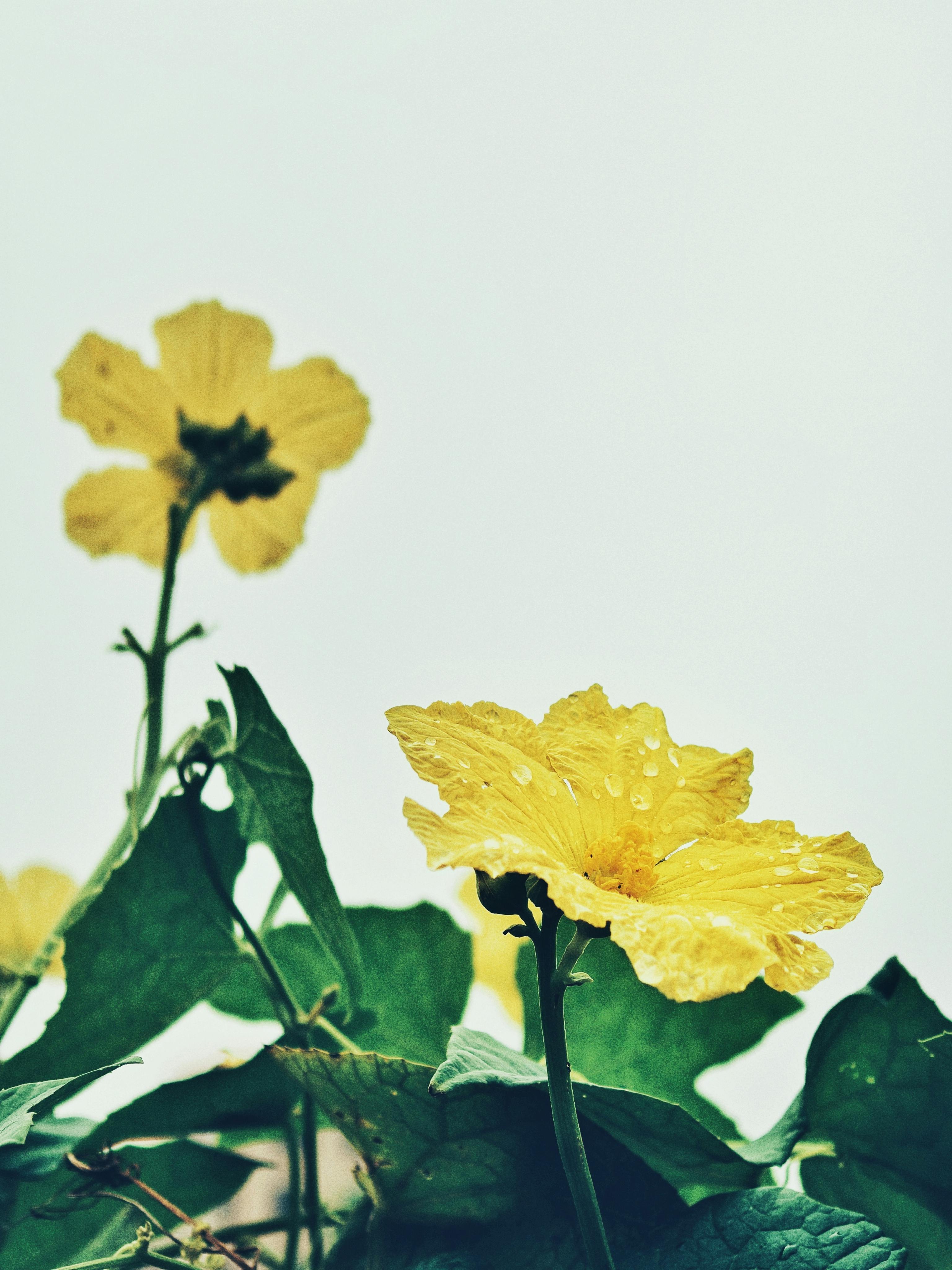 [ColoSach]-yellow-flowers-with-dew-against-a-bright-sky,-showcasing-nature's-beauty-in-detail.