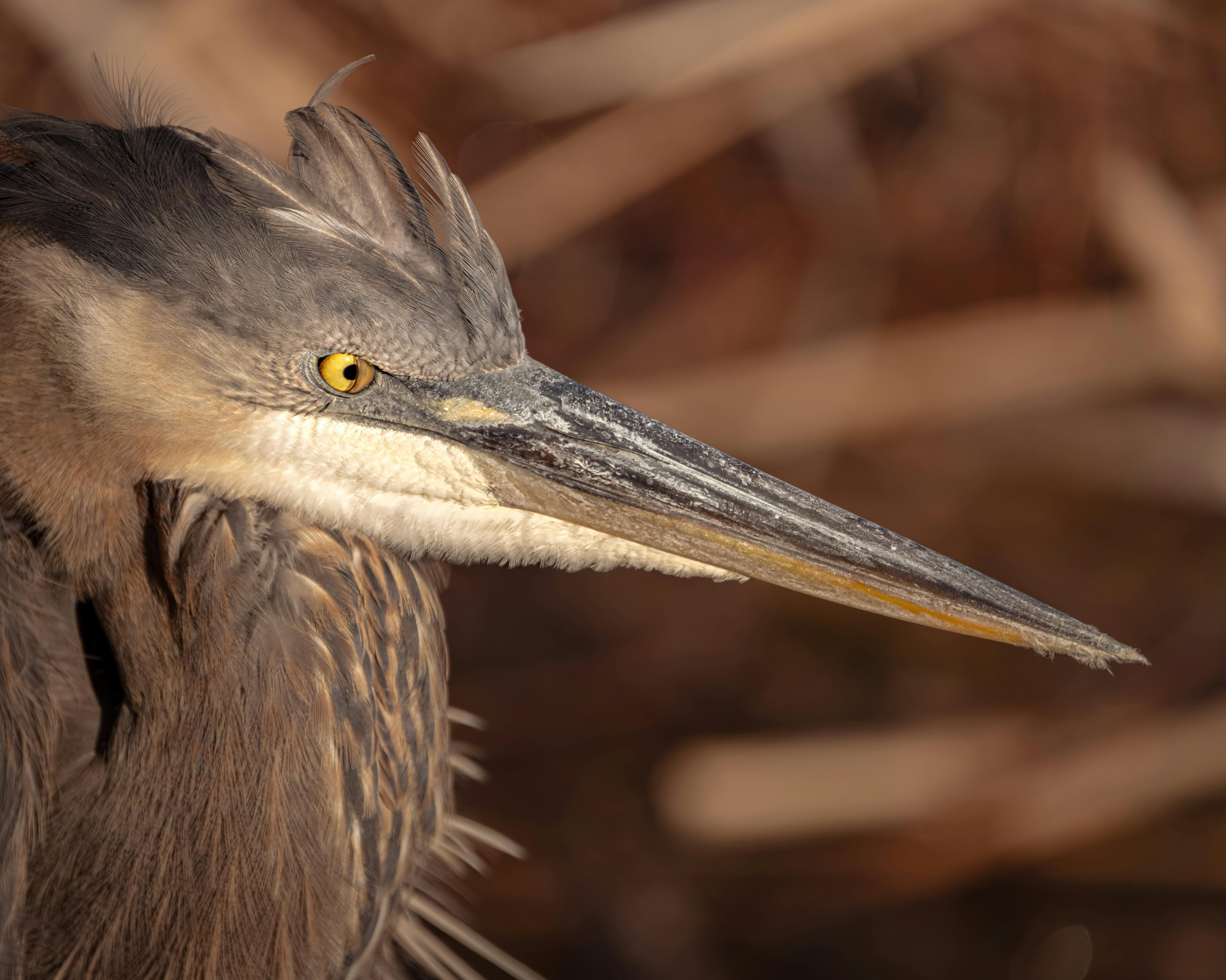 Detailed close-up of a Great Blue Heron against a natural background.