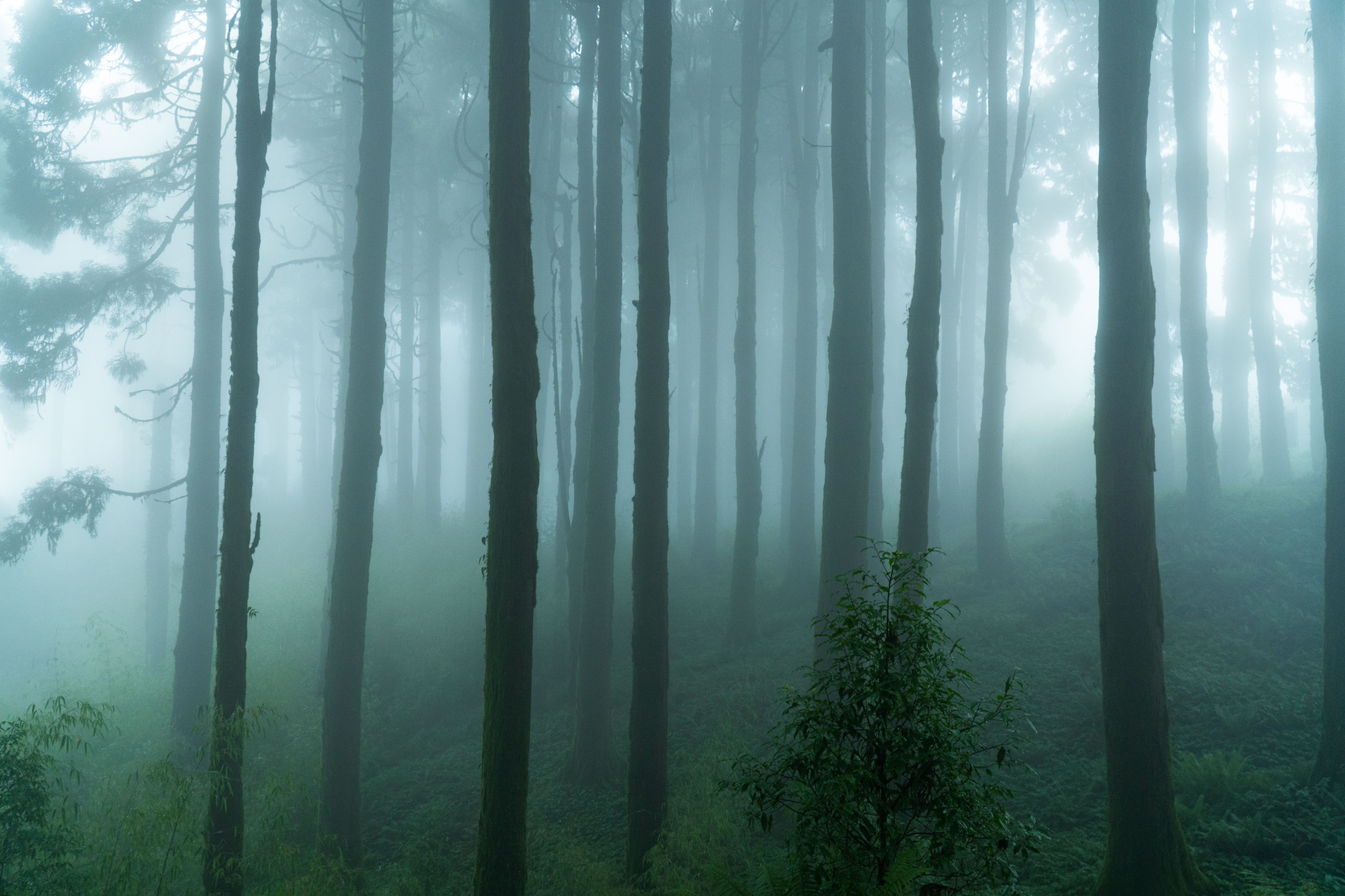 Misty Pine Forest in Tranquil Landscape · Free Stock Photo